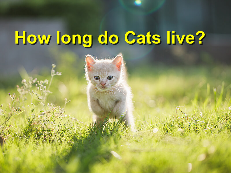 How long do cats live?