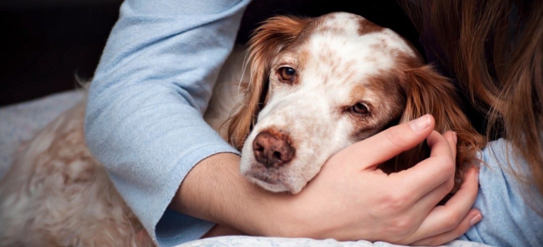 Tips on caring for our pets’ health, effectively but efficiently